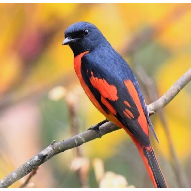 burung mantenan merah besar pilihan