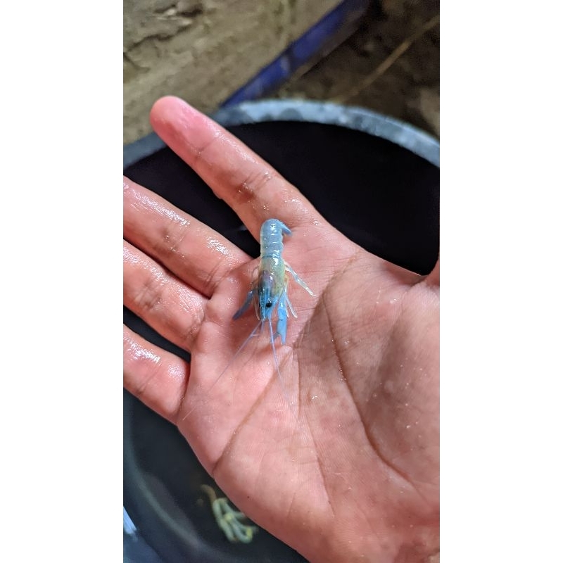 anakan lobster air tawar(redclaw)pelengkap hiasan aquarium bagian bawah