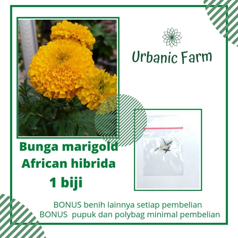 1 biji Benih Bunga Marigold Hibrida  Cassanova Benih Pertiwi /marigold african