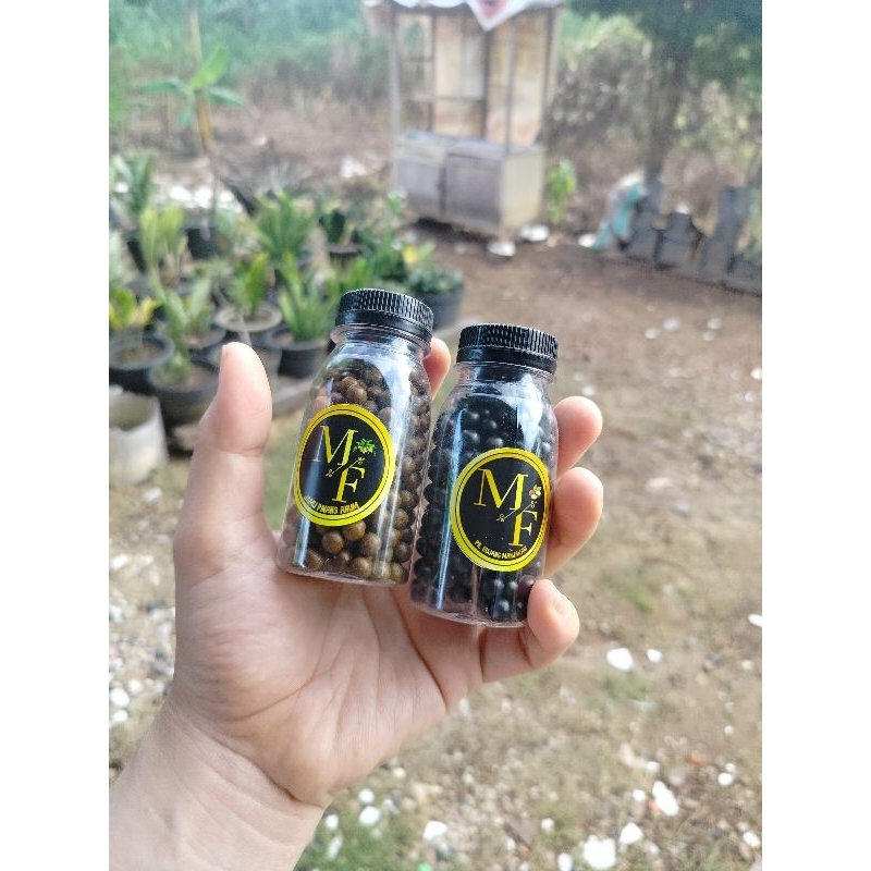 

BOTOL Pinang / Bujang Majakani ( isi lebih banyak)