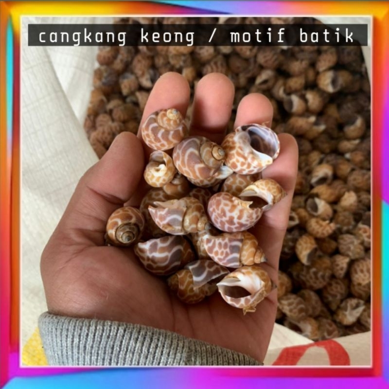 CANGKANG KERANG /CANGKANG KERANG KEONG MACAN /CANGKANG KERANG PER 250 Gr