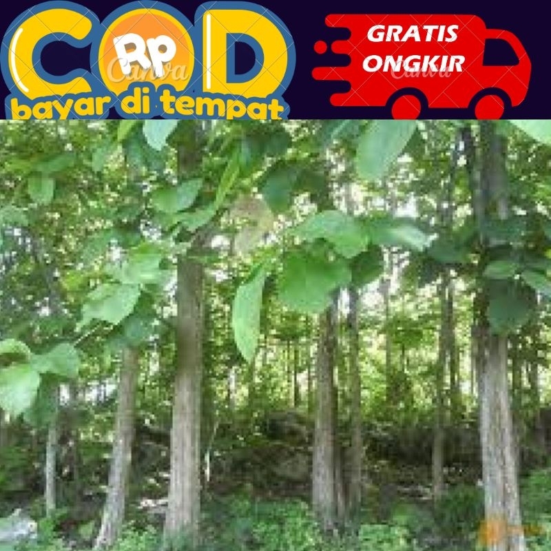 

Kulit pohon jati segar diambil saat dipesan 100 gram