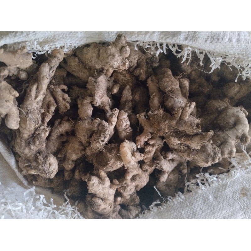 

JAHE segar pedas Fress cocok wedang 500g