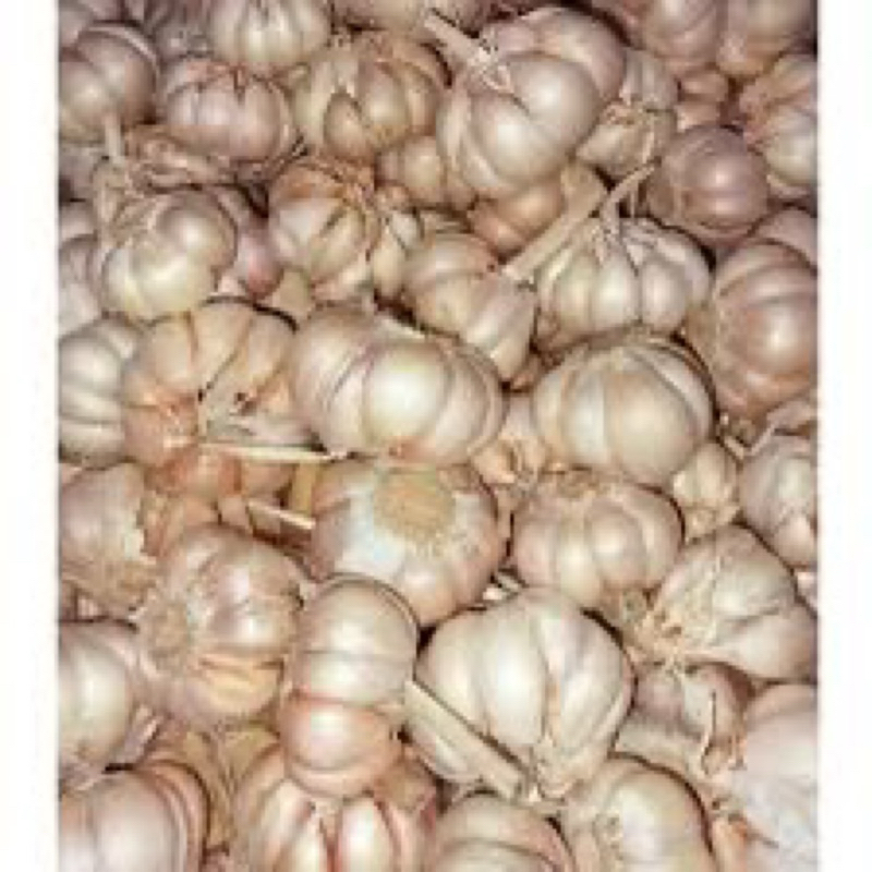 

[DAPUR EXPRESS] Bawang Putih