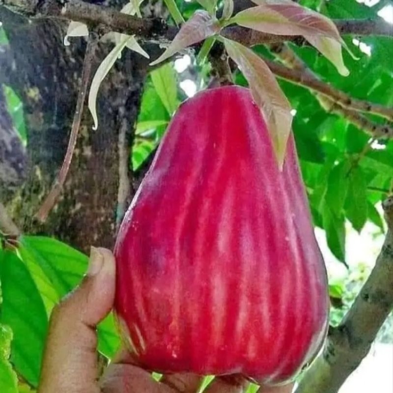 

Jambu Air Jamaika Jumbo Siap berbuah.