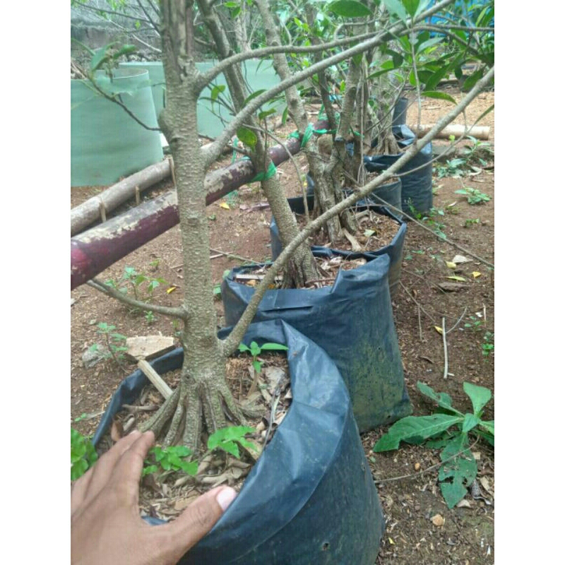 Bahan kimeng program akar