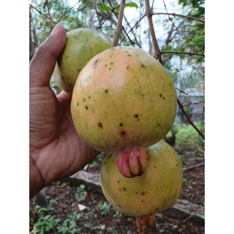 

Buah delima putih/ Buah delima hitam/ Buah delima merah/Buah delima segar 1 kg