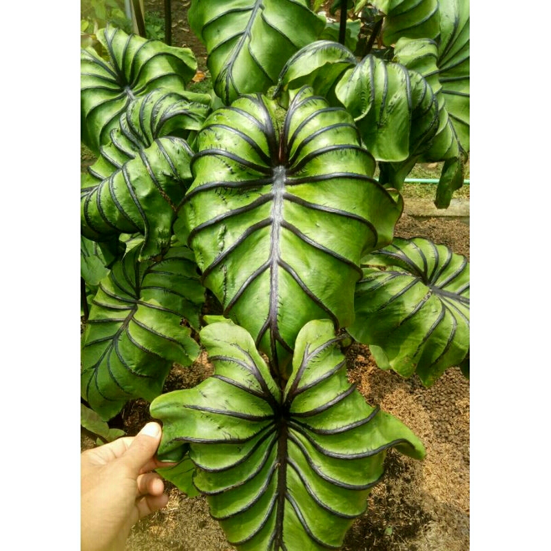 (Ukuran Sedang) Colocasia Paraohk Mask Ori Import