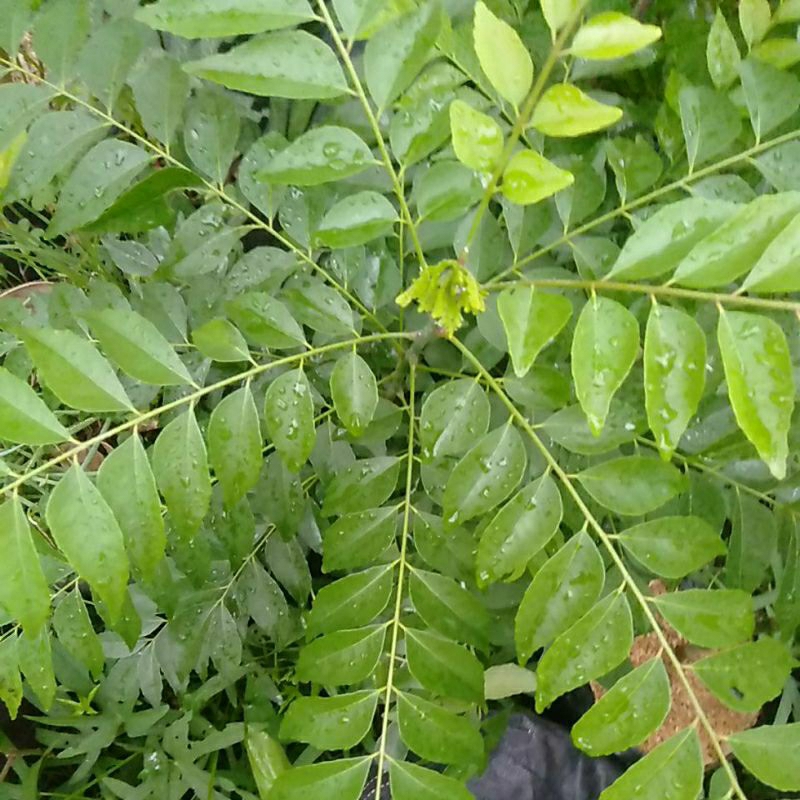 

Tanaman Kare / Korokeling / Salam Koja