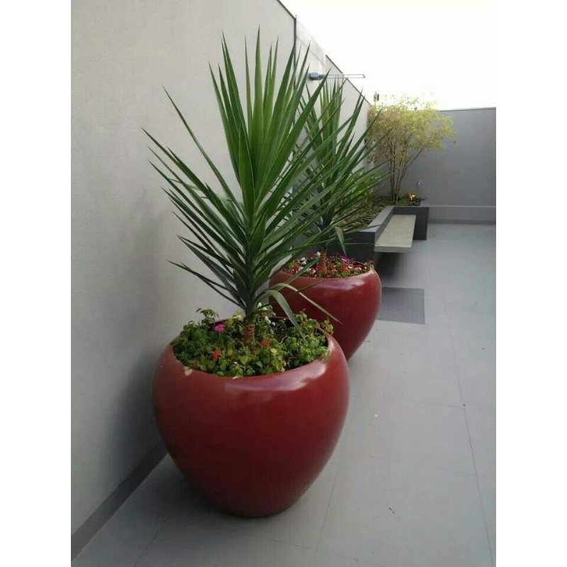 Tanaman hias pandan yucca king