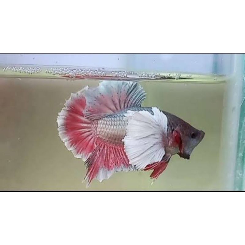 Plakat Dumbo Ear Cooper Hiasan Aquarium