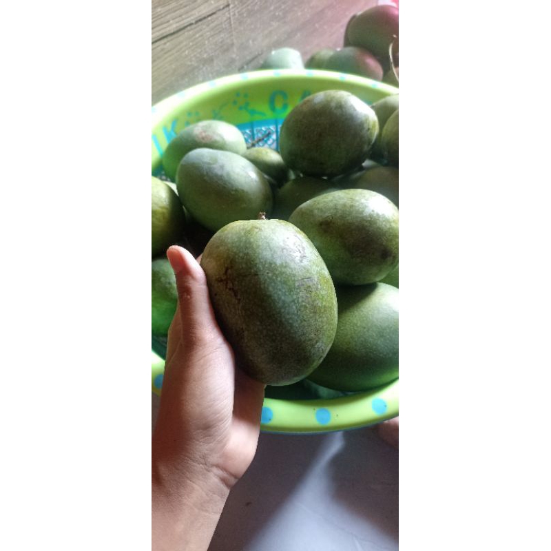 

MANGGA MADU 1 KG MATANG