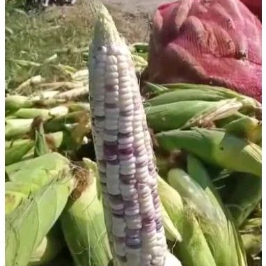 

jagung ketan 1 kg