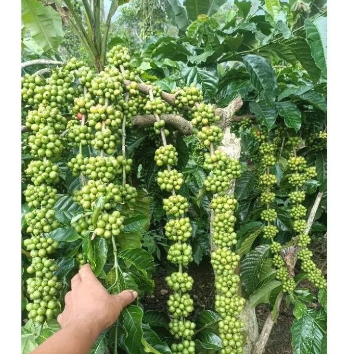 Entres kopi bagio valid 25 Ranting tunas raja