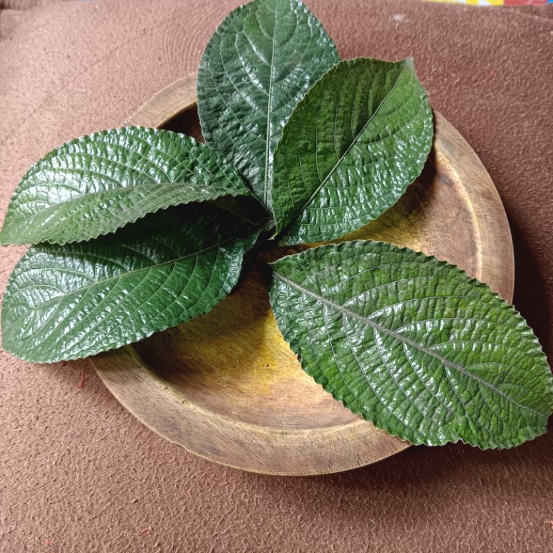 

100 GRAM DAUN KEJI BELING ORGANIK DAN FRESH