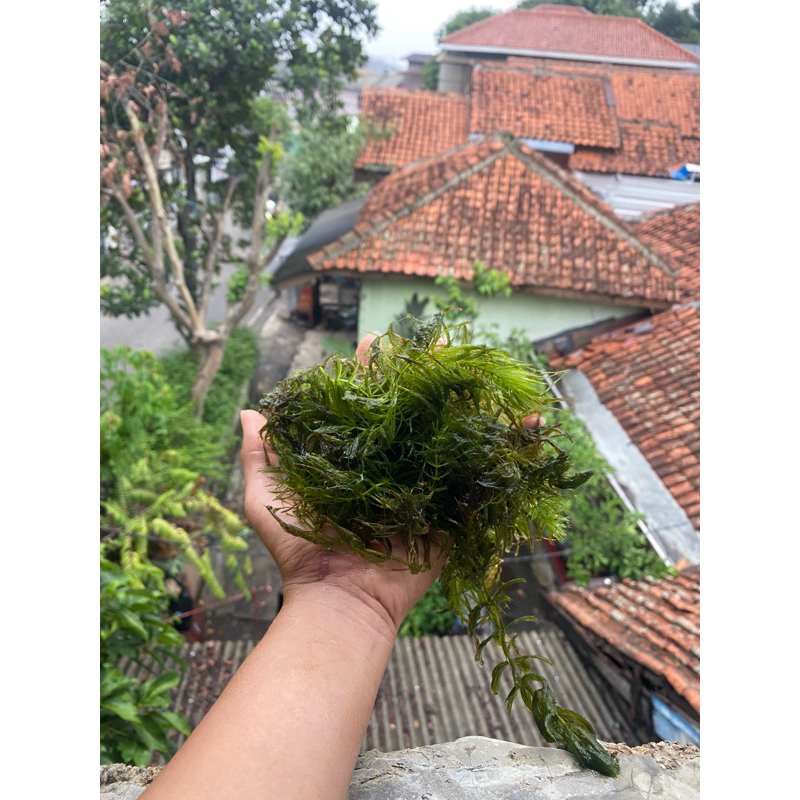 TANAMAN AIR EKOR TUPAI