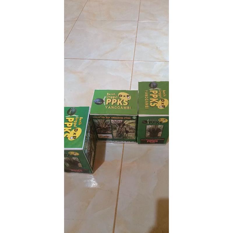 Bibit Kecambah Sawit Unggul PPKS Yangambi