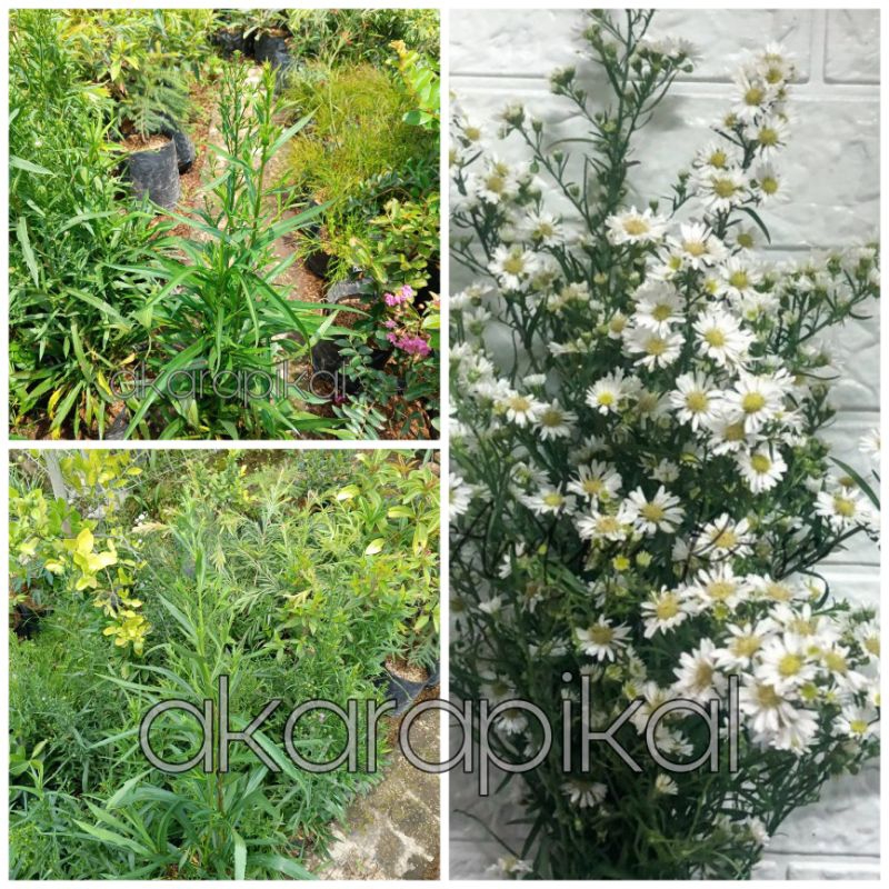 Bibit Tanaman Bunga Aster Pikok Putih / Bunga Pikok Putih ( Sudah Rimbun )