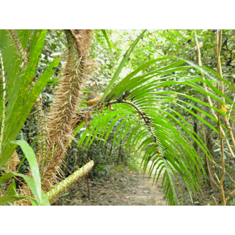 

humbut rotan/sayuran.humbut.hutan,1kg