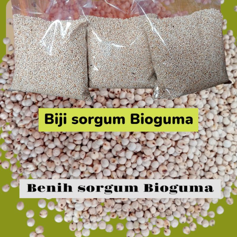 

1 kg Biji Sorgum Bioguma - Benih Sorgum Bioguma