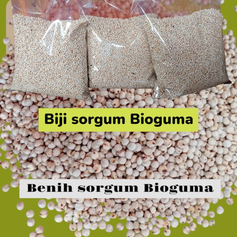 1 kg Biji Sorgum Bioguma - Benih Sorgum Bioguma