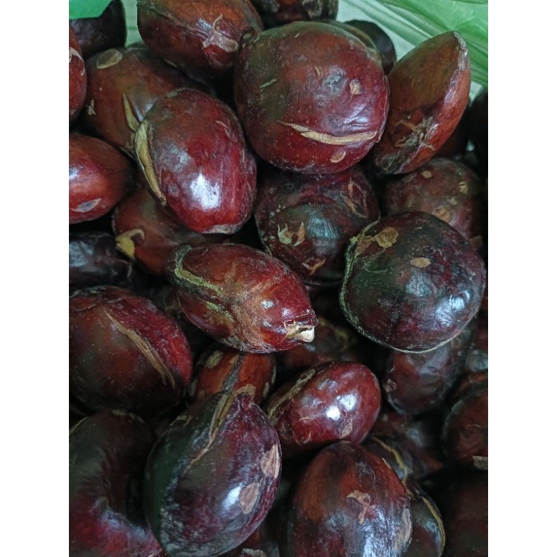 

jengkol