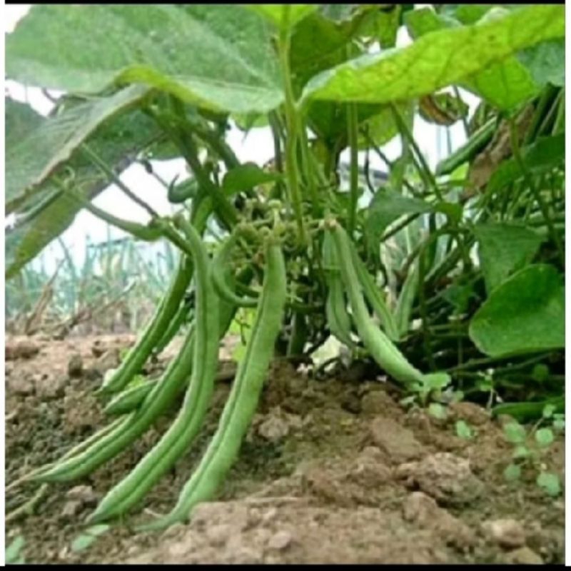 

biji benih buncis baby tegak isi 30 butir