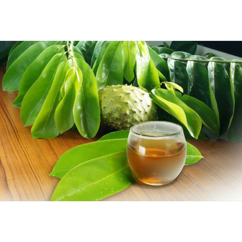 

daun sirsak asli alami