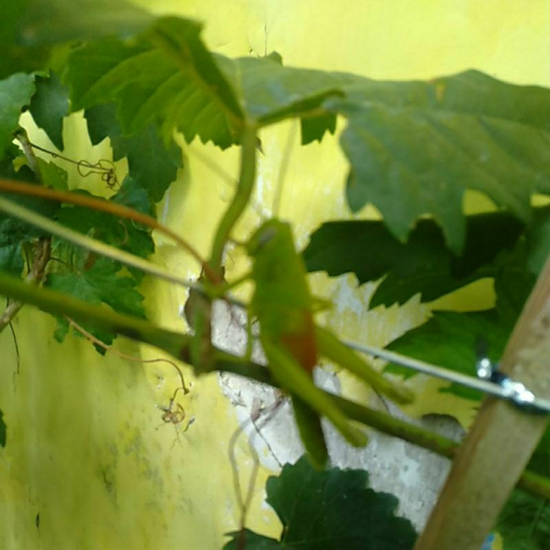 

hewan Belalang hidup makanan burung kicau