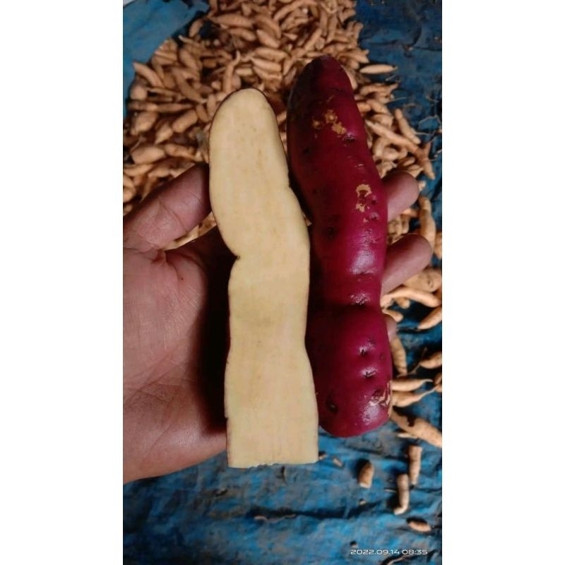 

Ubi Jepang Fresh 1 Kg Kualitas Terjamin
