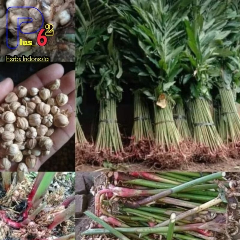 Bibit termurah benih kapulaga merah super hibrida beli 5 gratis 1