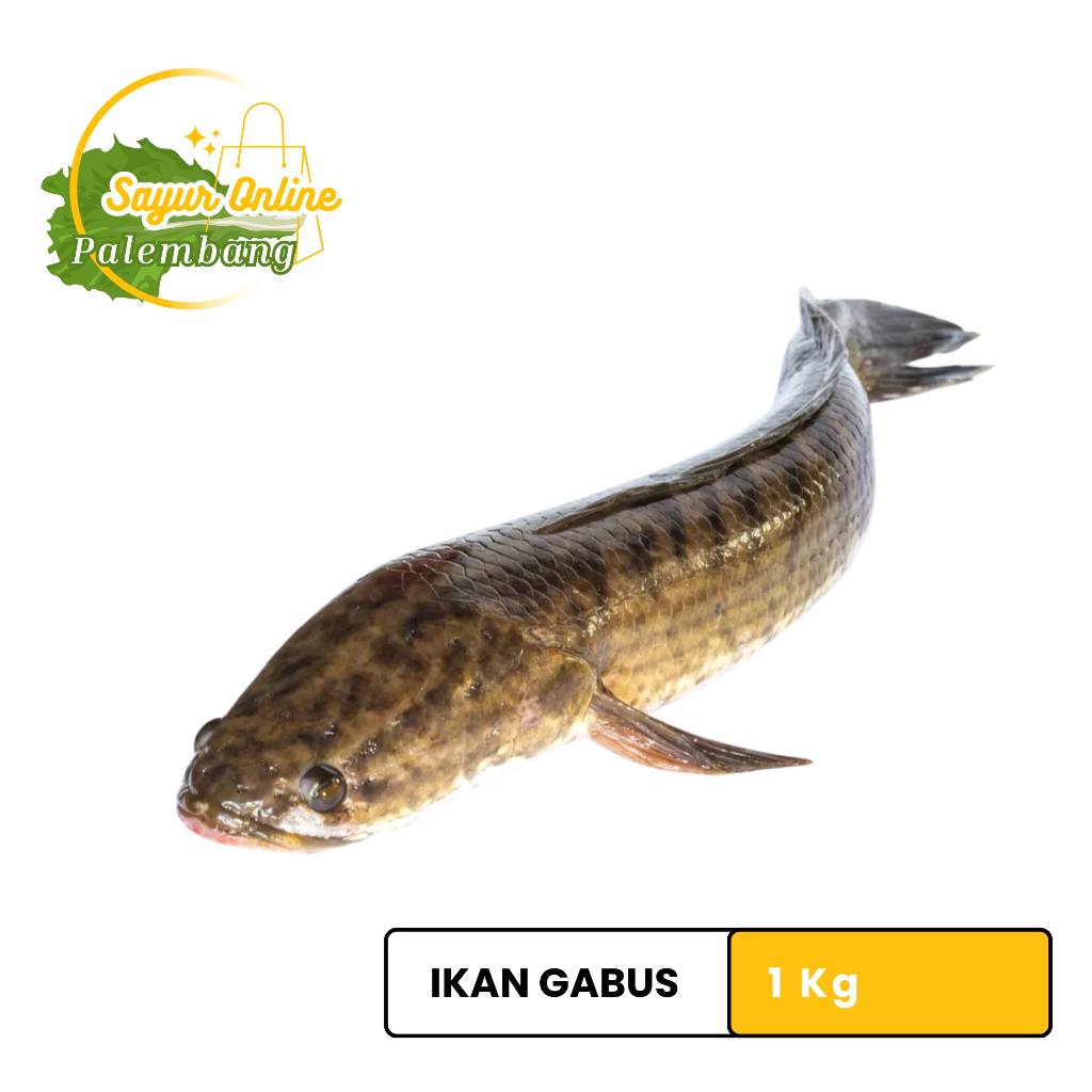 

Ikan gabus segar 1 Kg - Sayur online palembang