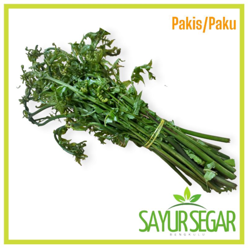 

Sayur Pakis Per Ikat