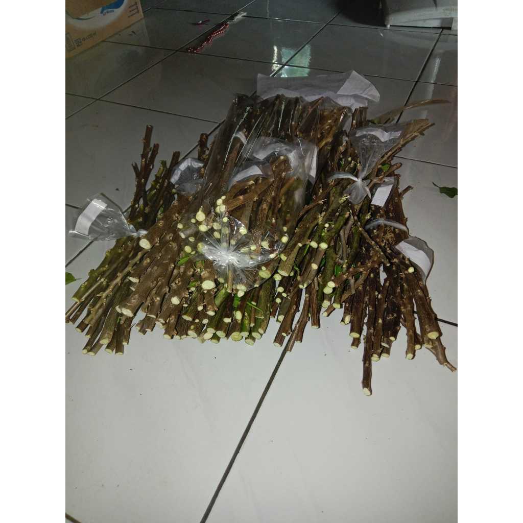 BATANG STEK BOUGENVILLE