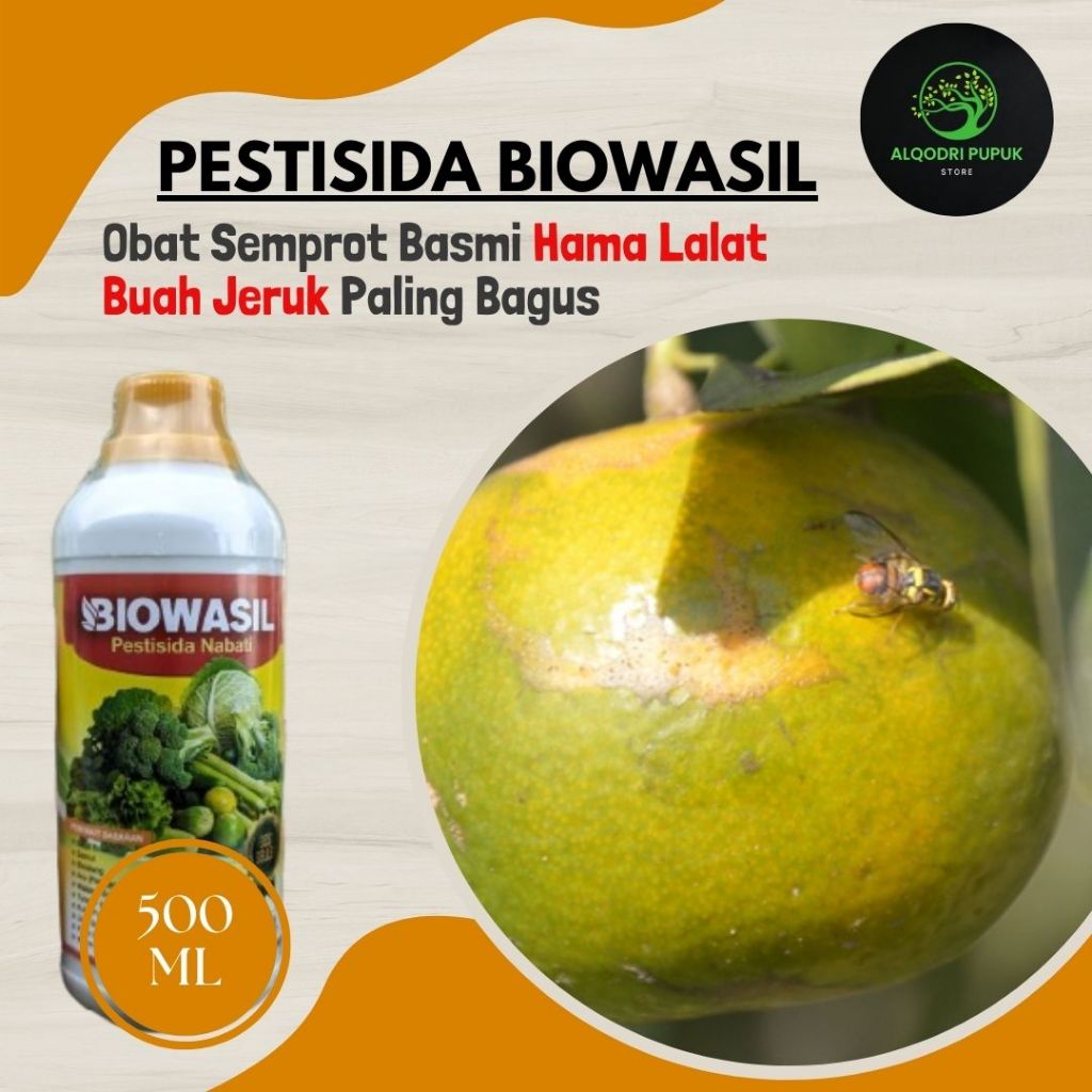 Pupuk Pestisida Atasi Hama Lalat Buah Jeruk Terbaik - BIOWASIL - Obat Semprot Pembasmi hama Lalat bu