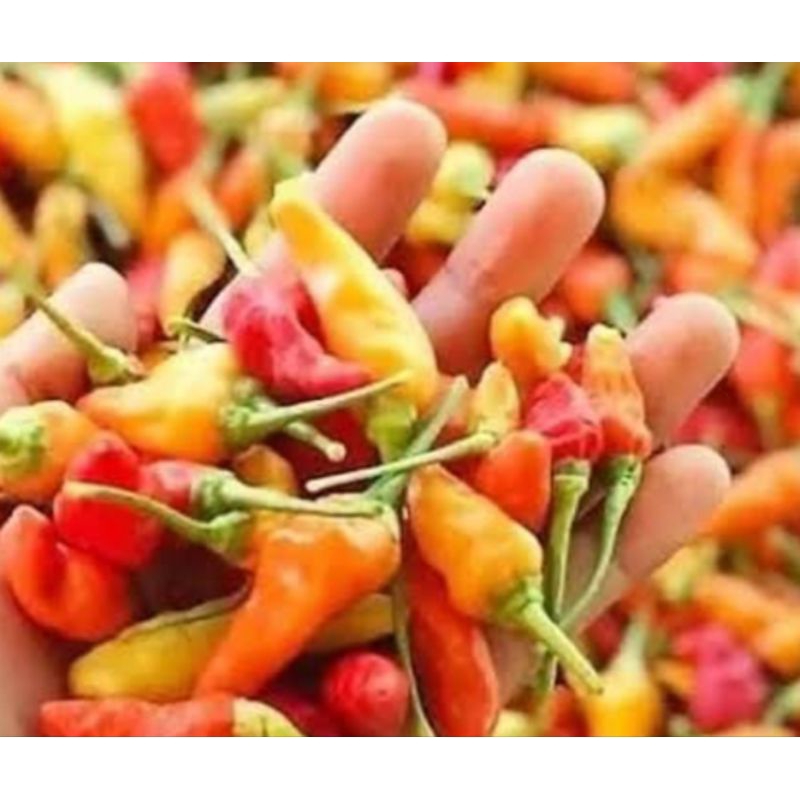 

Cabe rawit ORI 1kg. Orderan masuk langsung proses.