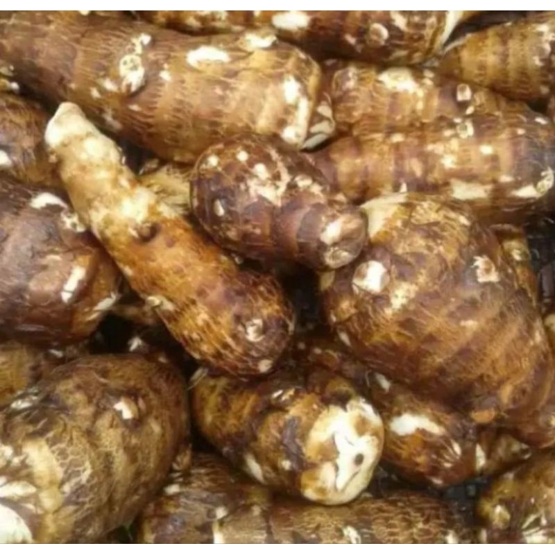 

umbi talas gajah umbi berkualitas 1kg terlaris