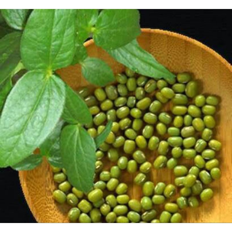 

KACANG HIJAU/ BIBIT/ BUBUR KACANG HIJAU/TOUGE