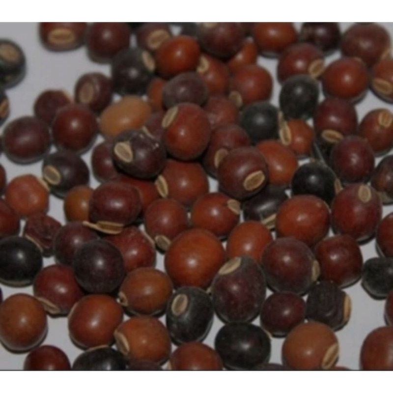 

bibit kecipir 12butir(100g)