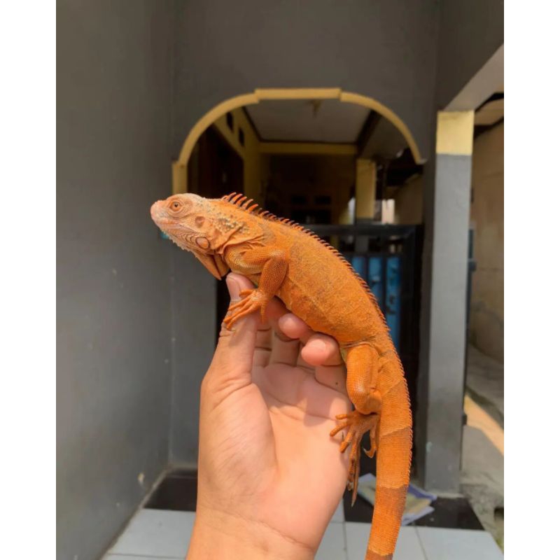 PELET MAKANAN Red Super / SUPER RED PELET IGUANA 50-70CM / MAKANAN BERKWALITAS