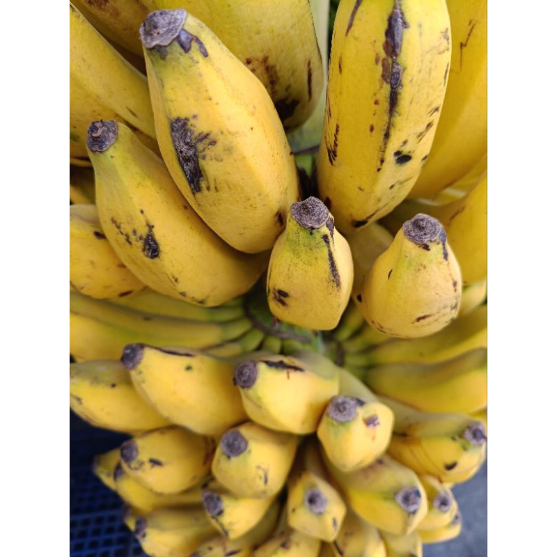 

Pisang Raja Persisir/Cengkeh