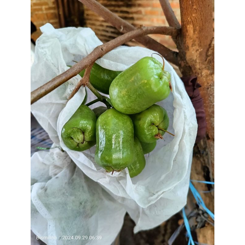 bibit asli cangkok jambu air kiojok thailand