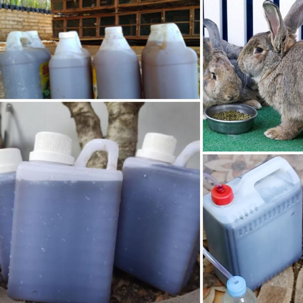 LANGSUNG PETERNAK.. Urin kelinci murni, urine kelinci fermentasi, pupuk urin kelinci fermentasi