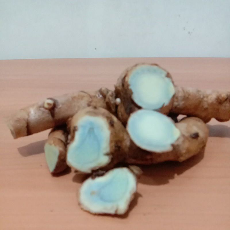 

Temu Putih TEMU MANGGA Temulawak KUNYIT Jahe merahLempuyang TEMU HITAM