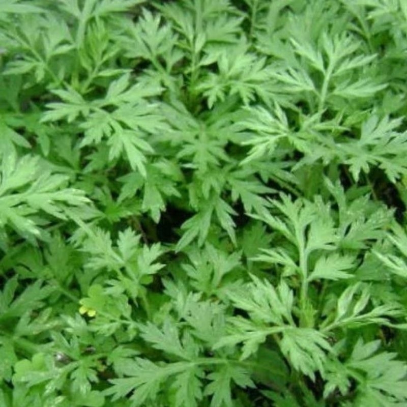 

DAUN KENIKIR SEGAR 100 gram
