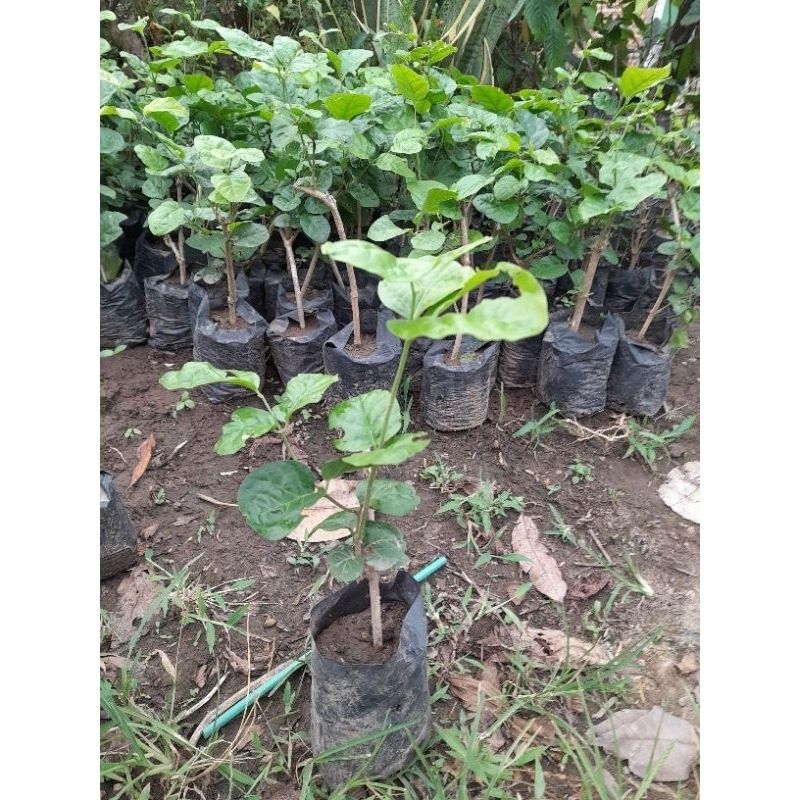 Bibit melati tumpuk,Bunga melati kampung