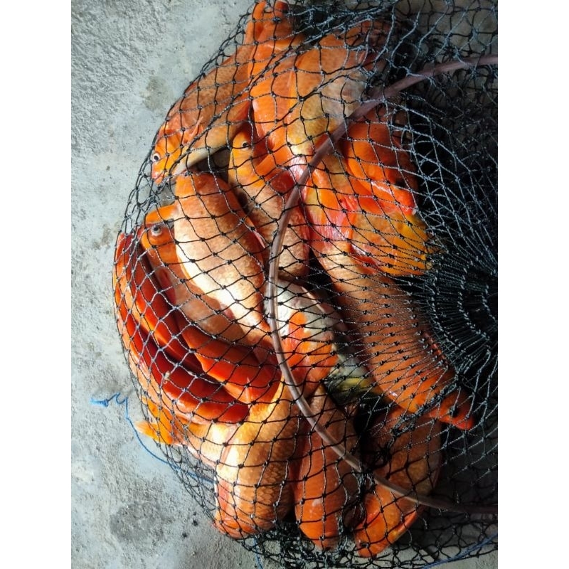 Umpan ikan mas SUPER GACOH