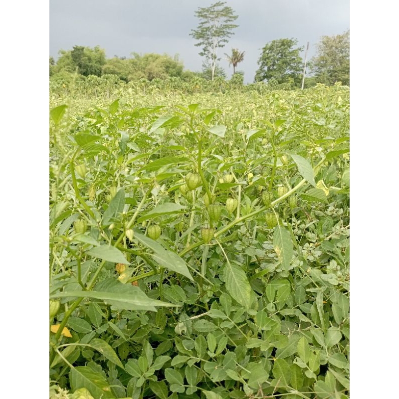 BUAH CIPLUKAN/GOLDEN BERRY/BUAH GOLDEN BERRY/CIPLUKAN