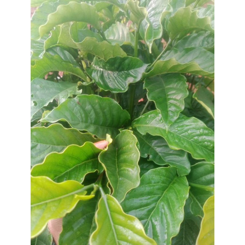 

daun kopi segar 500g