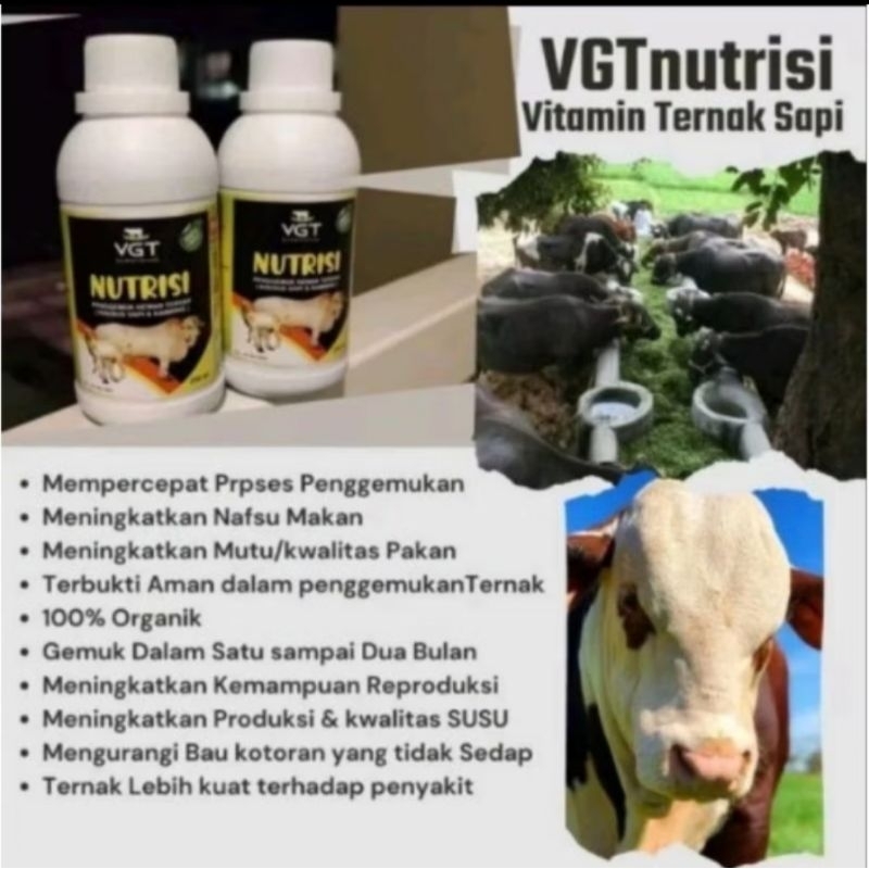 VGT NUTRISI SAPI